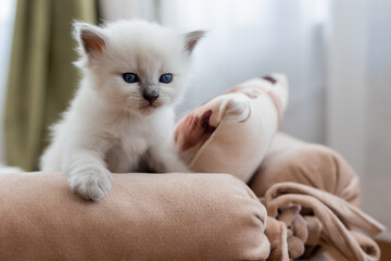 British shorthair kitten of silver color is sitting on a sofa with pink upholstery. Pedigree pet. Siberian nevsky masquerade cat color point. Space for text. High quality photo