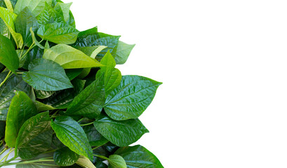 Fresh Wild Betel leaves isolated on white background