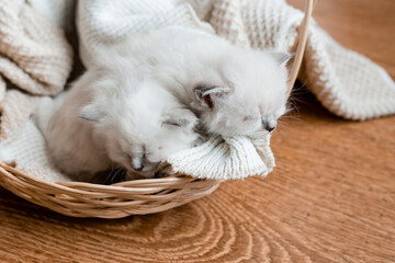 Closeup of a British shorthair kittens of silver color sleeping in a wicker basket. Siberian nevsky masquerade cat color point. Pedigree pet. High quality photo