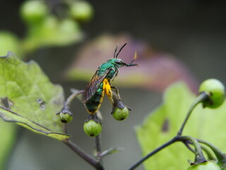 wasp doing pollination in nature 