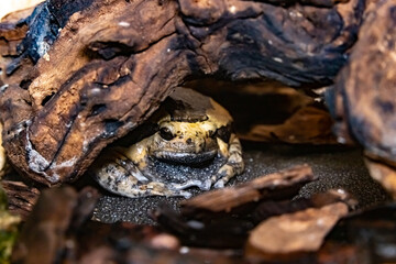 Bullfrog. Frog-wolf. Lithobates catesbeianus.