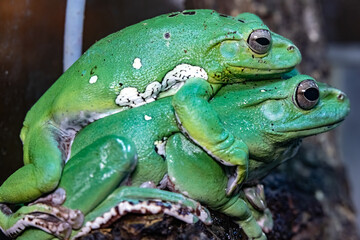 Gigantic Paddlefoot. Rhacophorus dennysi. close-up.