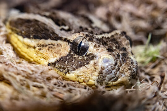 Noisy Viper. Bitis arietans. The African viper. Close-up.