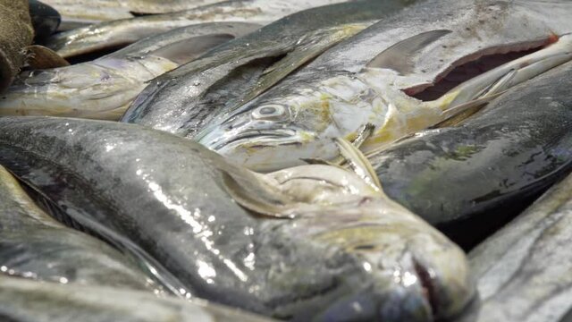 Freshly Caught Mahi-mahi Fish In A Fish Market. - close up