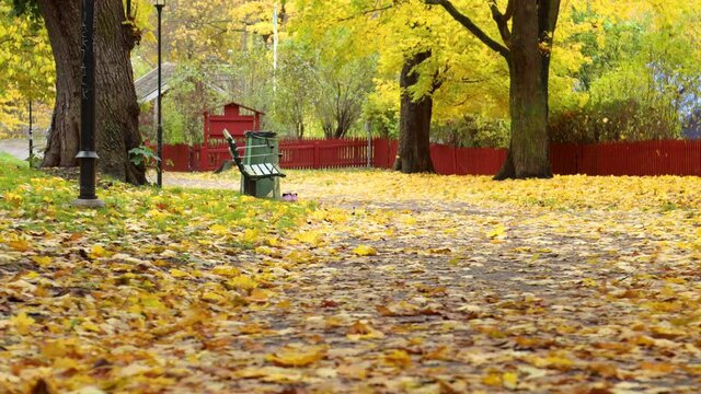 Yellow leaves fall to ground from trees by bench in park in autumn
