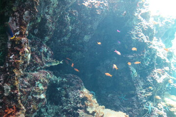 sea, underwater, water, coral, fish, reef, ocean, nature, tropical, scuba, diving, marine, egypt, deep, aquatic, animal, snorkeling, travel, blue, diver, dive, sand, caribbean, coral reef, bottom