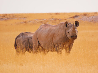 Rhino Standing in Yellow Grass Field in Etosha National Park, Namibia