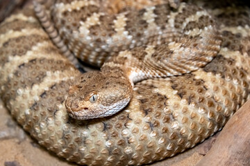 Mitchell's Rattlesnake. Crotalus mitchellii pyrrhus. Close-up.