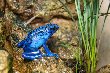 Spotted Tree Climber. Tree climber-dyer. The frog is a dyer. Spotted arboretum. Dendrobates tinctorius. Close-up.