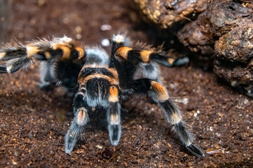 The bird-eating spider brachypelma Smitty. Brachypelma smithi. Close-up.