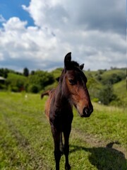 Obraz premium horse in the field