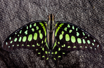 Butterfly tailed stand. Graphium Agamemnon. Close-up.