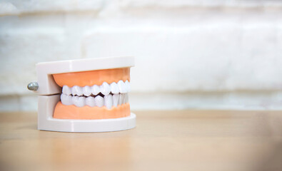 Teeth model isolated for demonstration