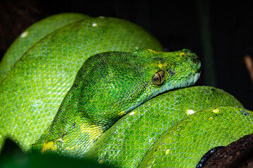 Green Python. A tree python. Morelia viridis. Close-up.