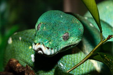 Green Python. A tree python. Morelia viridis. Close-up.