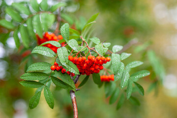 Mountain rowan ash branch berries on blurred green background. Autumn harvest still life scene. Soft focus backdrop photography. Copy space.