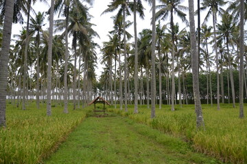 people walking in the park