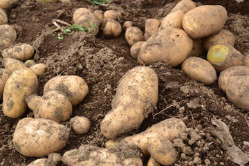 freshly harvested potatoes