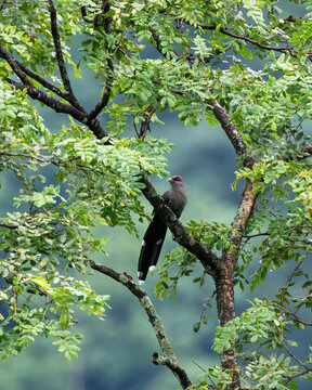 Green-billed Malkoha At Mahananda Wildlife Sanctuary In West Bengal, India