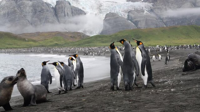 King Penguins on the beach in South Georgia