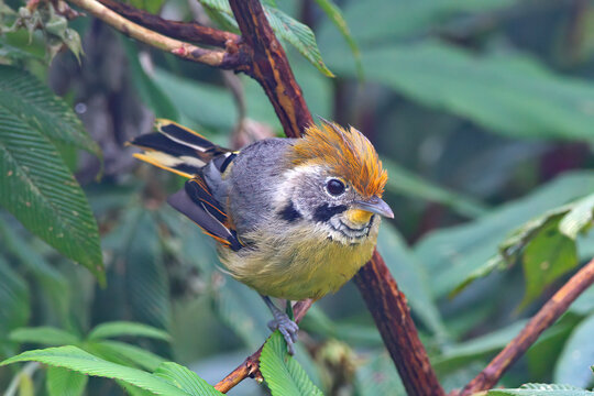 The bar-throated minla also known as chestnut-tailed minla photographed in Darjeeling, West Bengal, India