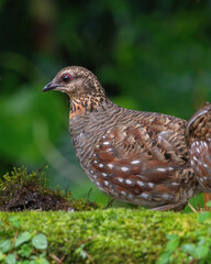 Hill Partridge feeding on the ground at Darjeeling, West Bengal, India
