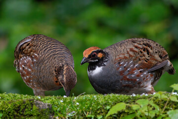 Hill Partridge feeding on the ground at Darjeeling, West Bengal, India