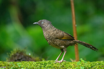Scaly Laughingthrush foraging for food on the ground at Darjeeling in West Bengal, India