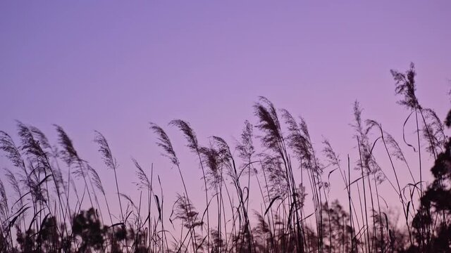 The beautiful view of reeds swaying in the wind at dusk