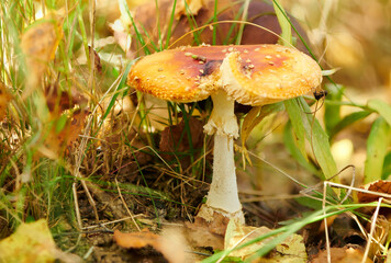 Bright Amanita poisonous mushroom in fall forest. Large red fly agaric mushroom with a flat wide cap. Poison mushrooms. Close up view with selective focus.