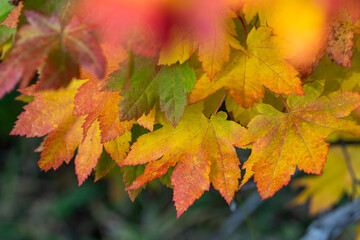 Fall Color Vine Maple in Oregon