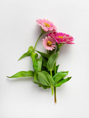 Obraz na płótnie Canvas Zinnia flower close-up on a white background. Minimal flower card. interior poster