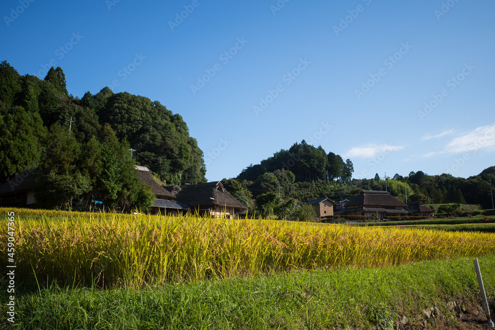 Wall mural 日本の岡山県備前市吉永のとても美しい実りの秋