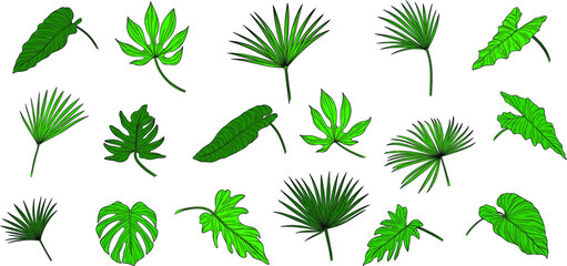 Green leaves isolated on white. Tropical leaf. Hand drawn vector illustration. Eps 10