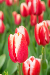 A close-up of tulips in the park