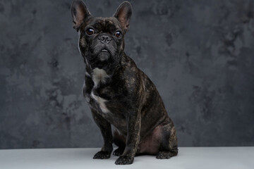 Adorable little french bulldog sitting on white table