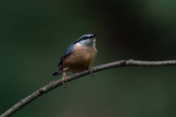 Eurasian Nuthatch (Sitta europaea)  on a branch in the forest of Noord Brabant in the Netherlands. Dark green background.     