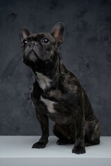 Purebred french bulldog with black fur against dark background