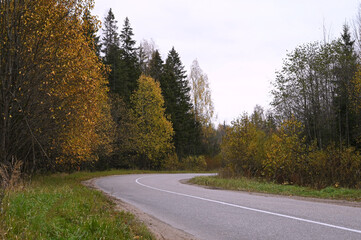 Autumn forest along asphalt road, birch trees with yellow leaves. Country landscape. Colors of autumn