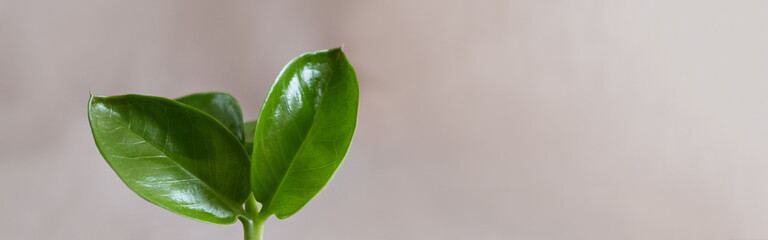 natural background for eco products. Linen, green plant, podium.