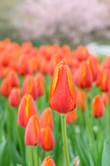 A close-up of tulips in the park