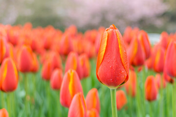 A close-up of tulips in the park