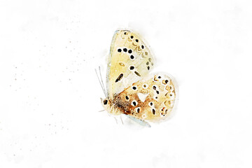 All kinds of beautiful watercolor butterfly illustrations