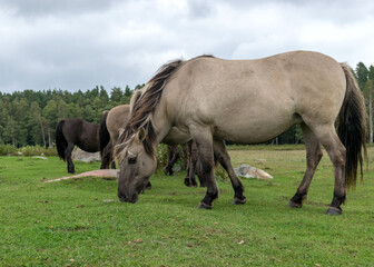 horses grazing on the shore of the lake, the inhabitants of engure nature park are wild animals that are used to visitors, Engure nature park, Latvia