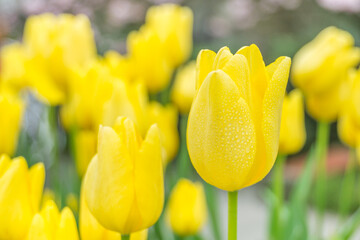 A close-up of tulips in the park