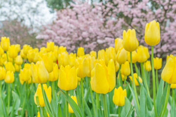 A close-up of tulips in the park
