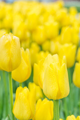 A close-up of tulips in the park