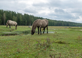 horses grazing on the shore of the lake, the inhabitants of engure nature park are wild animals...