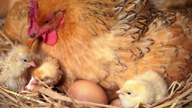 Close-up of a hen brooding her chicks, and a few just hatched chicks moving around the hen