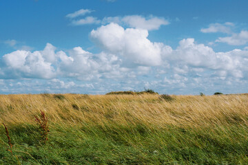 Green and yellow color grass in a field. Simple rural background. Blue cloudy sky. Nobody